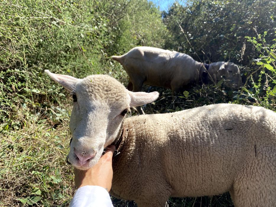Carneiro, Merino &  Île-de-France, 2 meses e meio, troca ou venda