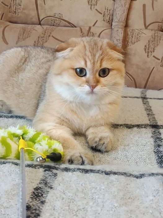 Грайливий пустунчик