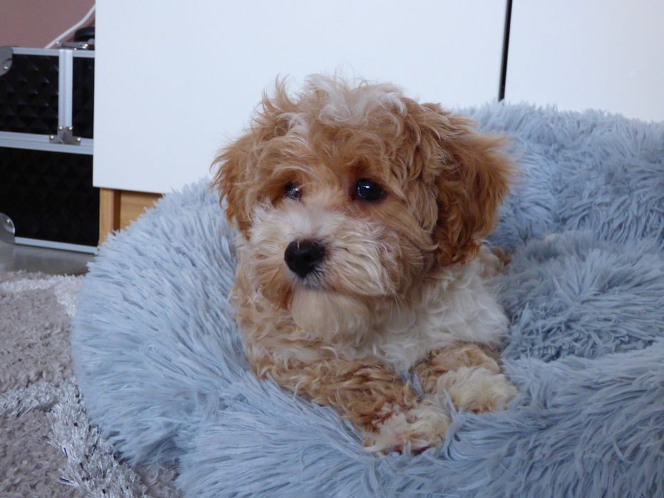Maltipoo piesek Apricot