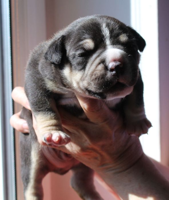 American Bully POCKET / MICRO po Championie ABKC