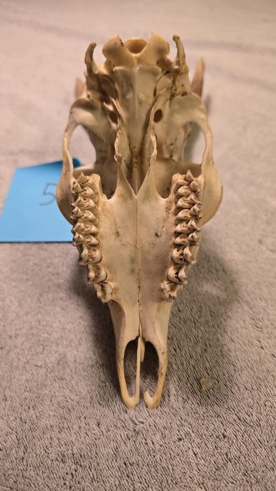 Poroże koziołka, trofeum myśliwskie