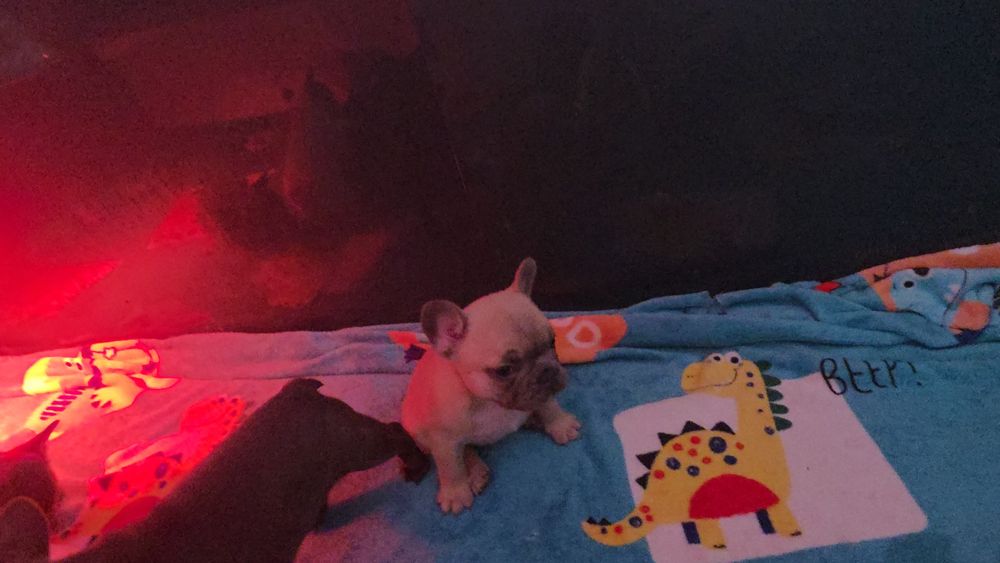 Bulldogue francês isabella faw