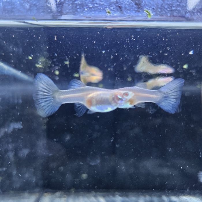 Gupiki Albino Kobra - Guppy