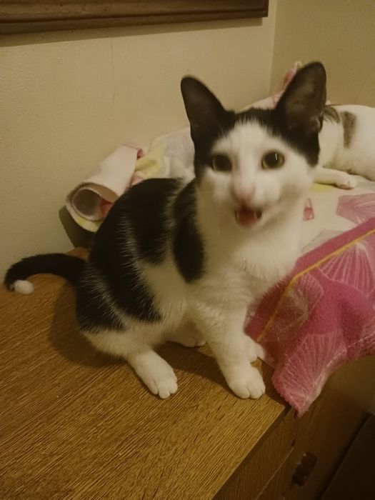 Timor- gato jovem (5 meses para adoção)