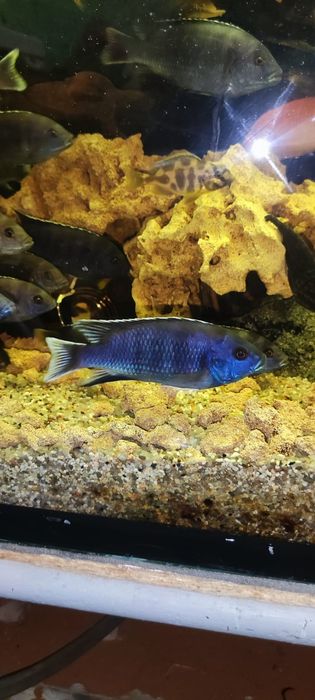 Аки белохвостый взрослые