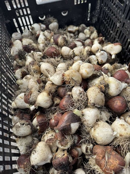 Луковицы тюльпанов после выгонки