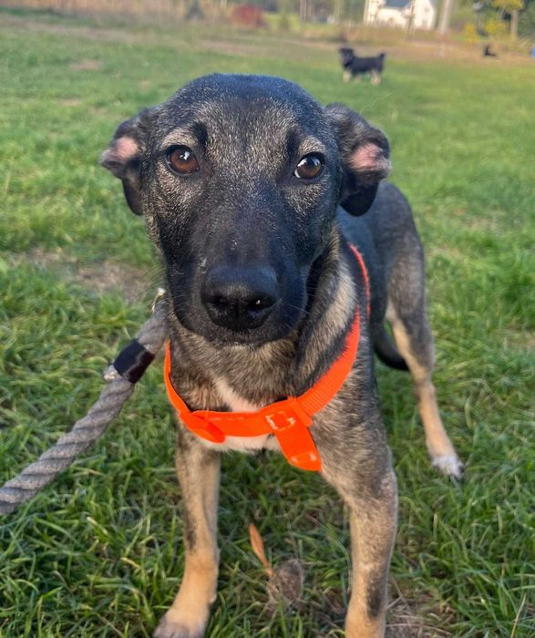 Urocza suczka Capri do adopcji