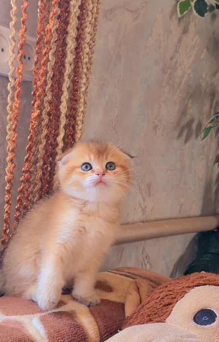 Дууже ласкаві кошенята золота шиншила