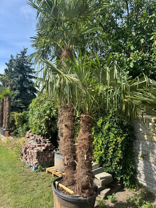 Palma mrozoodporna Trachycarpus fortunei