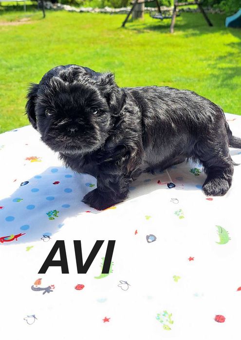 Shih-tzu piesek ZKwP FCI