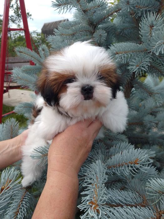 Манюння ши-тцу. Буде міні.