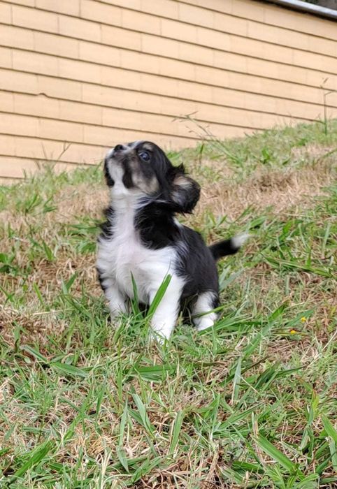 chihuahua macho pelo longo