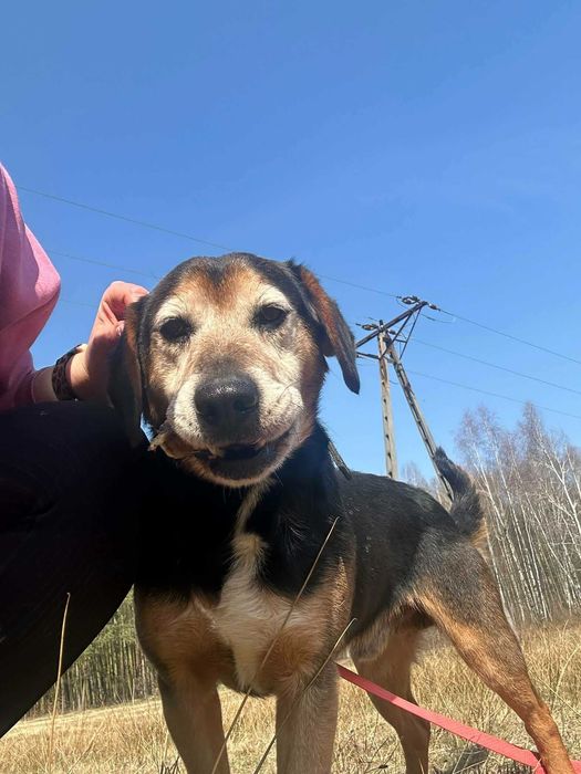 Ludwik psiak do adopcji 9l. 16kg