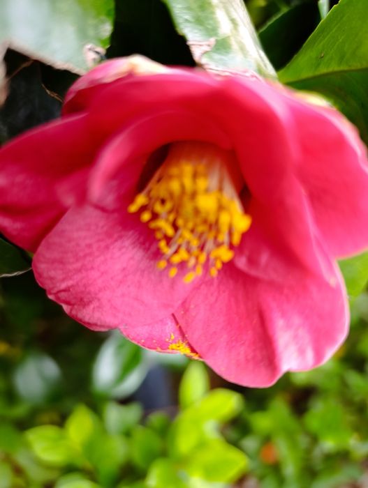 Camélia / Japoneira de jardim em vaso