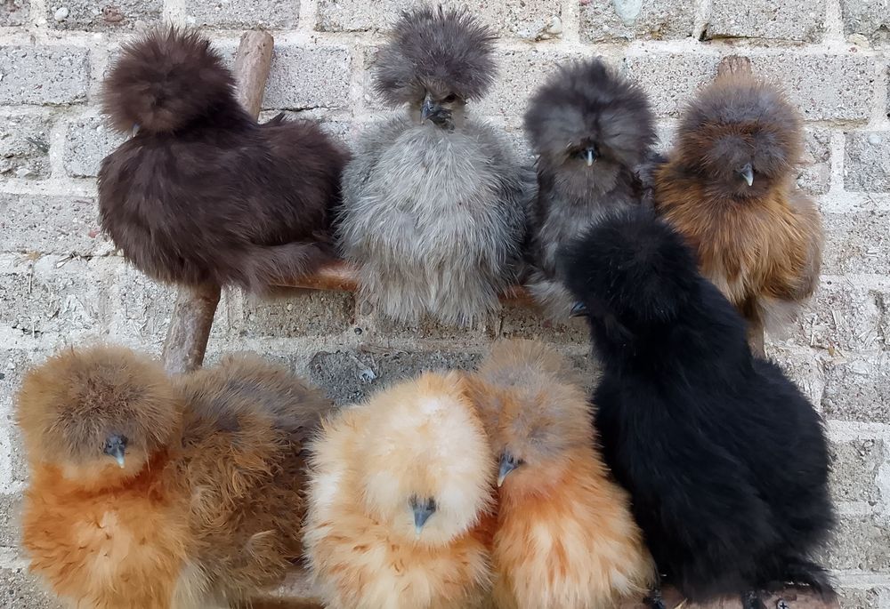 Jajka/Jaja lęgowe kur  silki jedwabiste silka lokowana satynowa