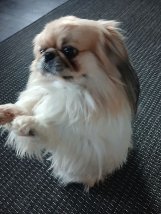 Гарний хлопчик пекінес, запрошуює дівчаток, на побачення