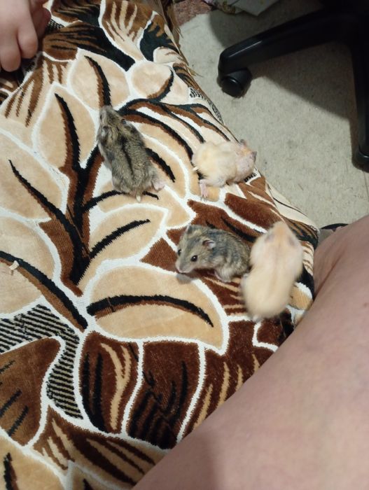 Хом'ячки джунгарики по 100 грн.