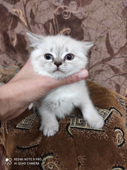 Шотландськие котята Скоттиш фолд и страйт линкс поинт