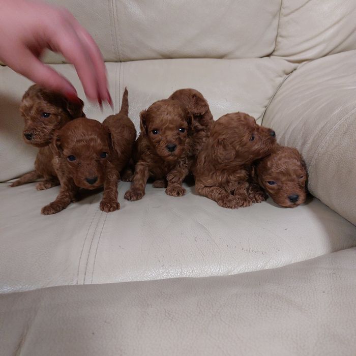 На бронь пуделята