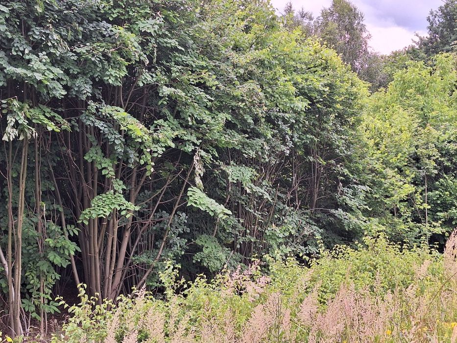 Drzewa do wycięcia na opał, pelet