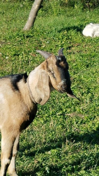 Цап для в'язки 100 відс.нубієць
