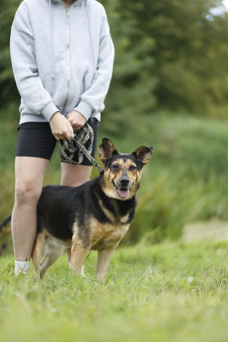 Sława szuka domu bez innych psów