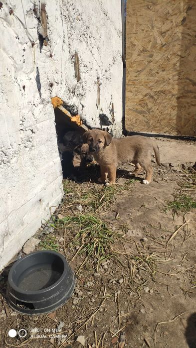 Собака  народила чудових цуценят майорскої вівчарки