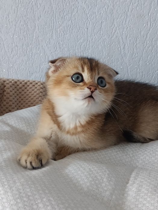 Придивіться, може тут Ваш котик