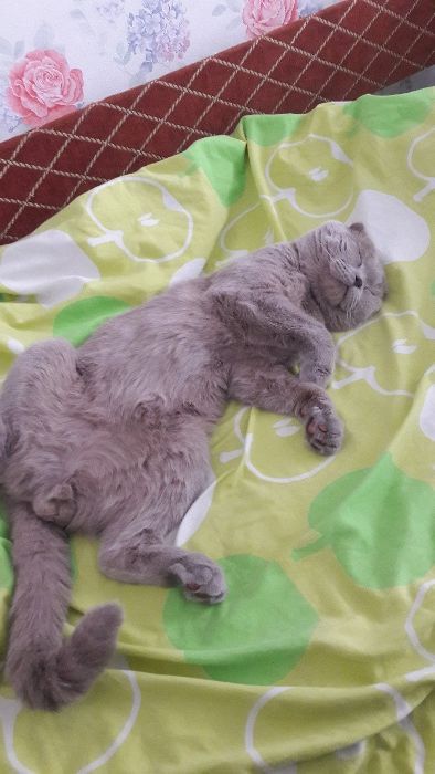 Шотландский вислоухий (Скотиш фолд). Вязка. Лиловый
