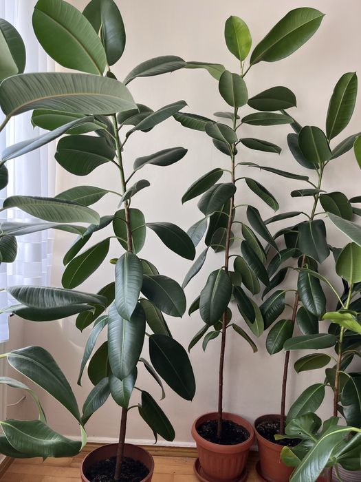 Figowiec Sprężysty, Fikus, 1,50 do 2 m