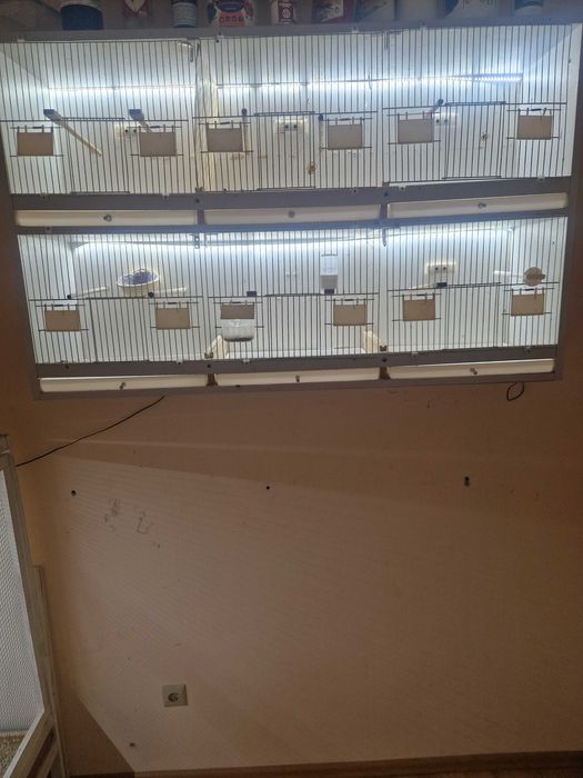 Kanarki regal dla kanarków