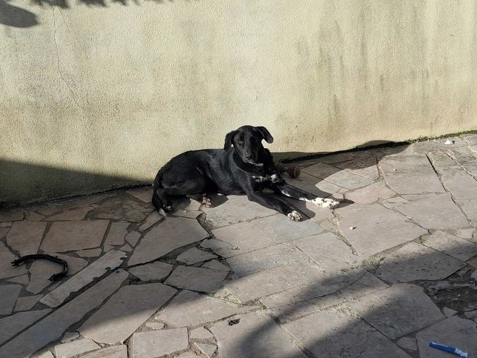Cão para adopção