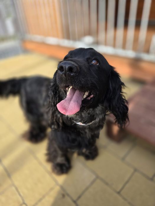 Bambo - czarny spanielek. Adopcja !