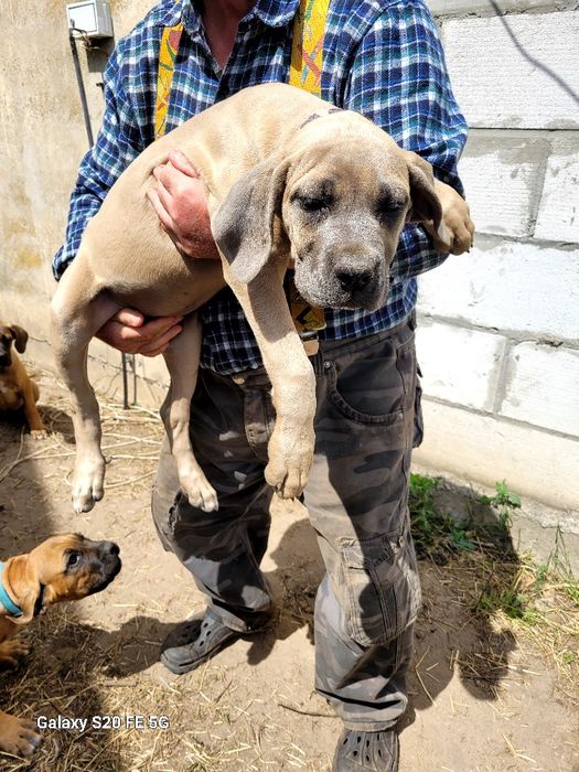 Cane Corso  szczenię