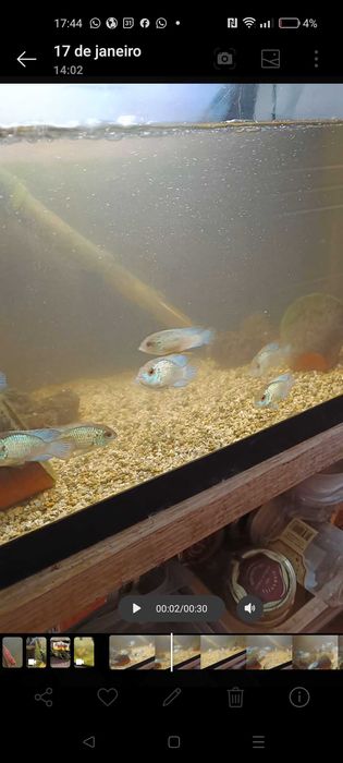 Ciclídeos acará pulcher blue electric