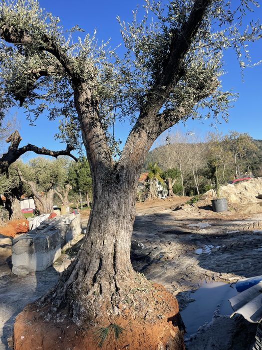 Oliveiras centenarias e venda de terra preta. Transportes