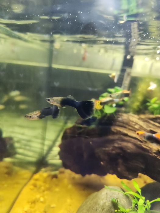 Guppys tuxedo koi