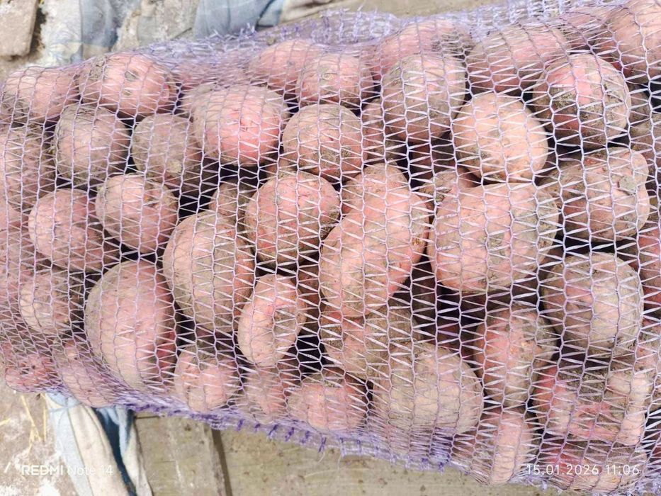 Продам картоплю сорт Аладдін