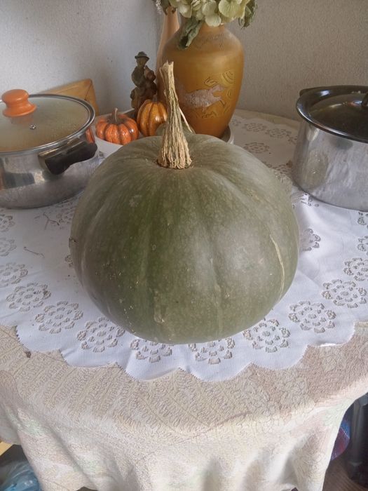 Dynia ,dynie z własnej uprawy