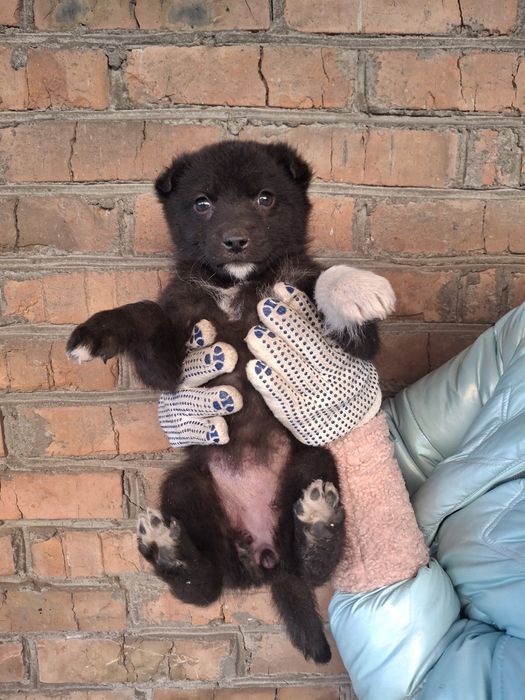 Віддаємо цуциків хлопчик і дівчатка