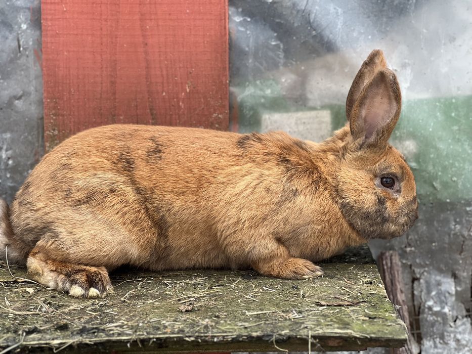 Samiec mieszaniec rex nowozeland