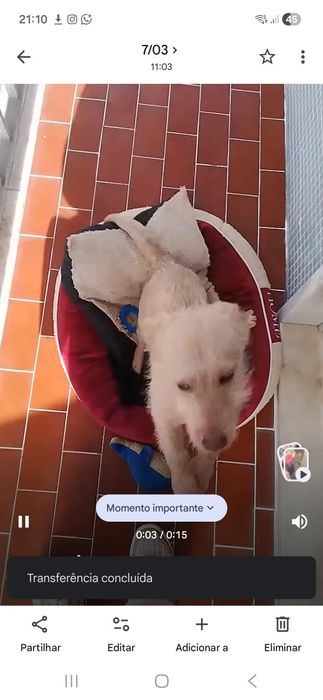 Cachorro de  10  meses porte pequeno já vacinado e com chip que tem que atualizar  quando for adotado