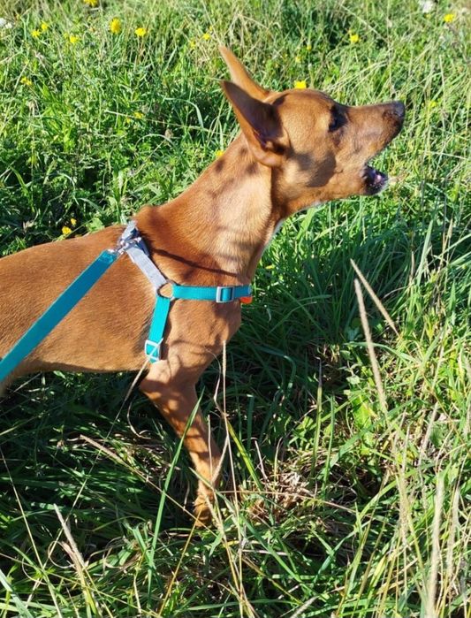 Cão Adoção Responsável