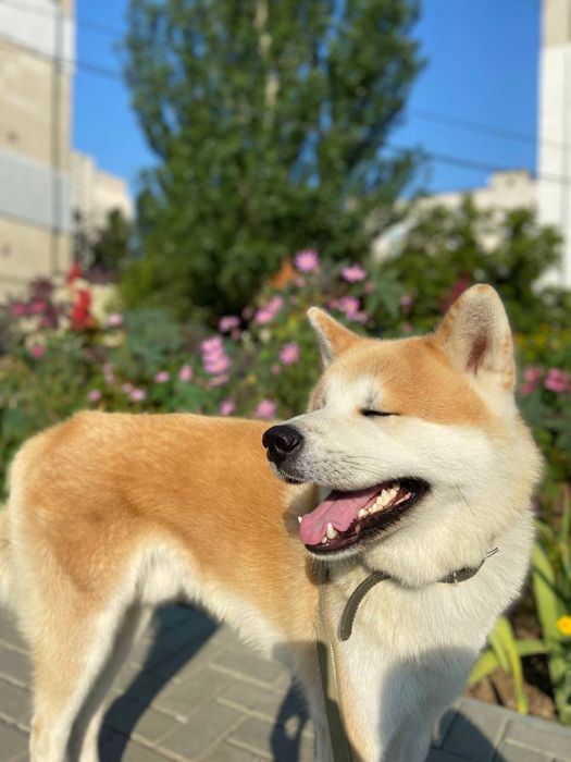 Вязка Акита-ину