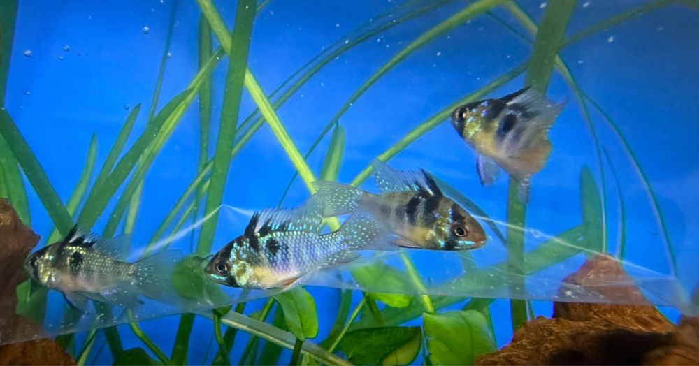 Ramirezi german blue