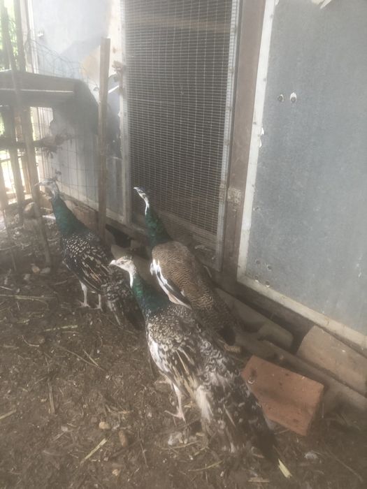 Pavois com 1 ano e meio para troca por animais do meu interesse…