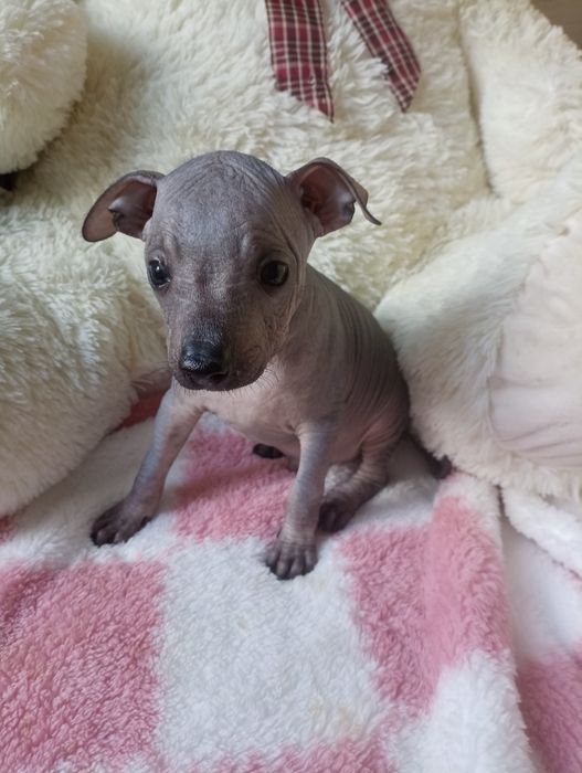 Pinczer miniatura cudo xolo