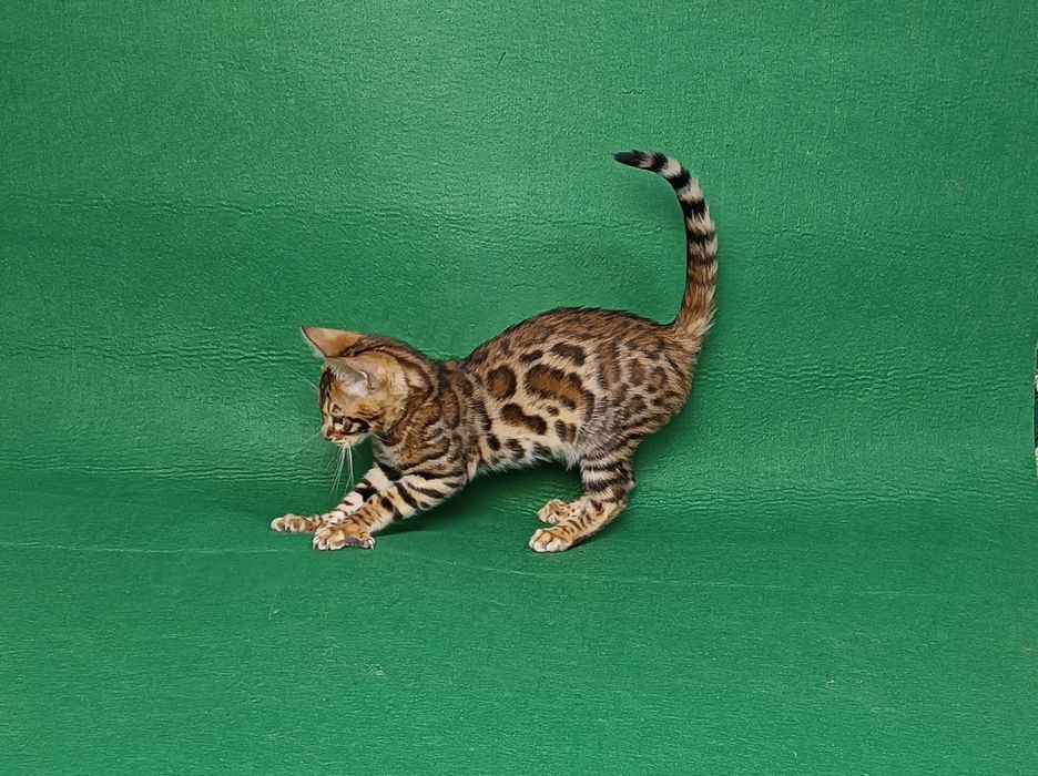 Розкішний хлопчик бенгал