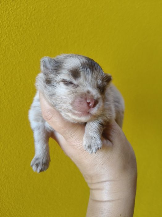 Spitz alemão Red Merle