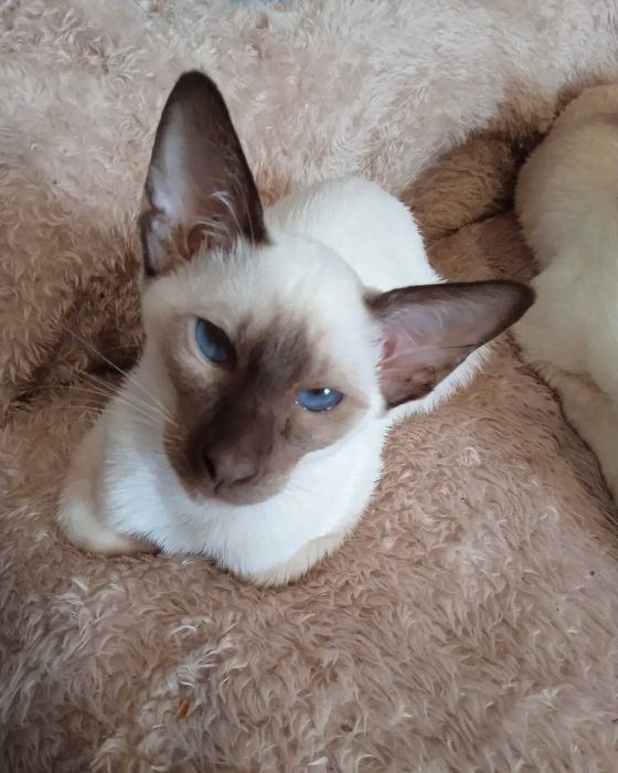 Сіамо - орієнтальний котик Jobs